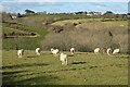 Pasture, Gerrans