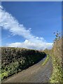 Country lane in Carmarthenshire