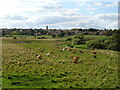 Cattle grazing near the River Nene