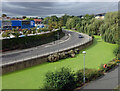 Green River Foss