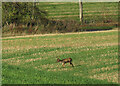 SP2843 : Deer, Idlicote Hill by Derek Harper