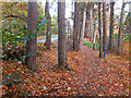 Roadside path, Carrbridge