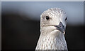 J5383 : Gull, Groomsport by Rossographer