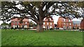 Tree and green in centre of Walnut Close