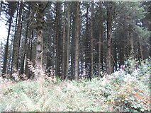 SO2187 : Forest, Kerry Ridgeway by Richard Webb