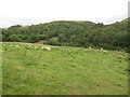 Field by the Folly Brook, Clun Forest