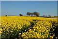 SW8561 : Farmland, Colan by Andrew Smith
