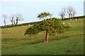 Pasture, St Austell Bay