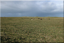 NF8776 : Cattle on the machair, Clachan Sands by Hugh Venables
