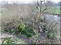 SP3065 : Tree cover, Riverside, Warwick by Robin Stott