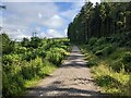 The track through the forest on Brown Bank