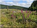 NY0412 : Foxgloves and fencing in Uldale Plantation by David Medcalf