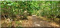 Footpath Through Stour Wood