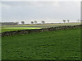 Pasture fields at Howlet