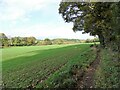 Path beside the field