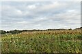 Burston and Shimpling: Unharvested maize crop