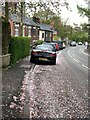 Fallen cherry blossom on Hougher Wall Road