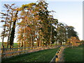 Farm track and plantation, Stocken