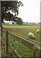 SP1442 : Sheep, Norton Grounds Farm by Derek Harper