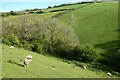 Pasture, Tregony