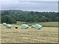 SJ8050 : Dog spooked by silage bales by Jonathan Hutchins