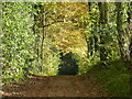 A tunnel of autumnal trees, near Paddock Plantation, Park Hill, Gloucestershire