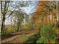 Track near Doune Ponds Nature Reserve