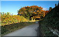 SH7673 : Autumnal oak above Pont Rhyd-Lydan by Andy Waddington