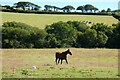 Pasture, Withiel