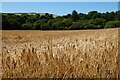 Farmland, Gweek