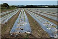 Farmland, Gweek