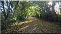 TF1604 : Serjeant Way, Werrington, in autumn by Paul Bryan