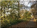 Autumn tints on Station Walks