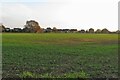 Field on the edge of Westmill