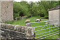 SK0681 : Sheep by Bowden Lane by Bill Boaden