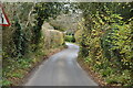 Hanging Birch Lane