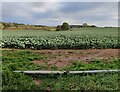 A field of Broccoli at Astley