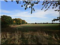 Autumn sown crop near Chipping Warden