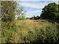 Overgrown ponds by Trafford Bridge