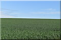 TR2968 : Wheat field by N Chadwick