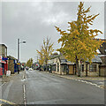 Mill Road: yellow leaves