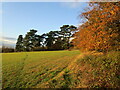 Grass field Mickleborough Hill