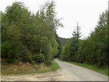 NH4956 : Road in Moy Wood by Richard Webb