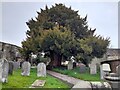 SK2141 : Yew tree in St. Michael's Churchyard by Ian Calderwood