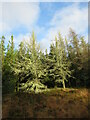 NX3995 : Lichen-covered trees near Stinchar Bridge by Alan O'Dowd