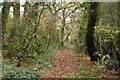 Wooded bridleway