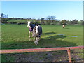 They thought I had food.  Horses in a field at Hagloe, near Blakeney