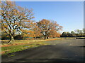 Trees by an abandoned car park off Summerwood Lane, Clifton