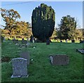 ST6593 : Churchyard yew, Rockhampton, South Gloucestershire by Jaggery