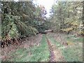 Path through Yellowdales Plantation